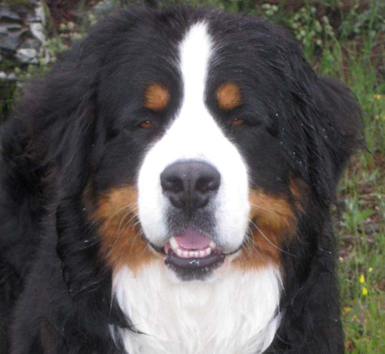 Marlon Bernese